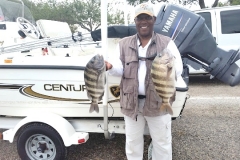 Charlie Roberts - Large Sheepshead